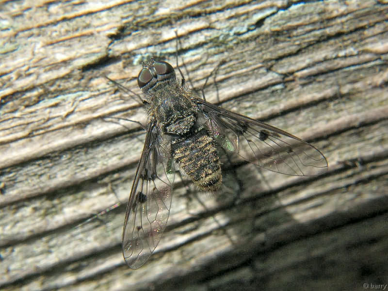 Anthrax varius Fabricius, 1794